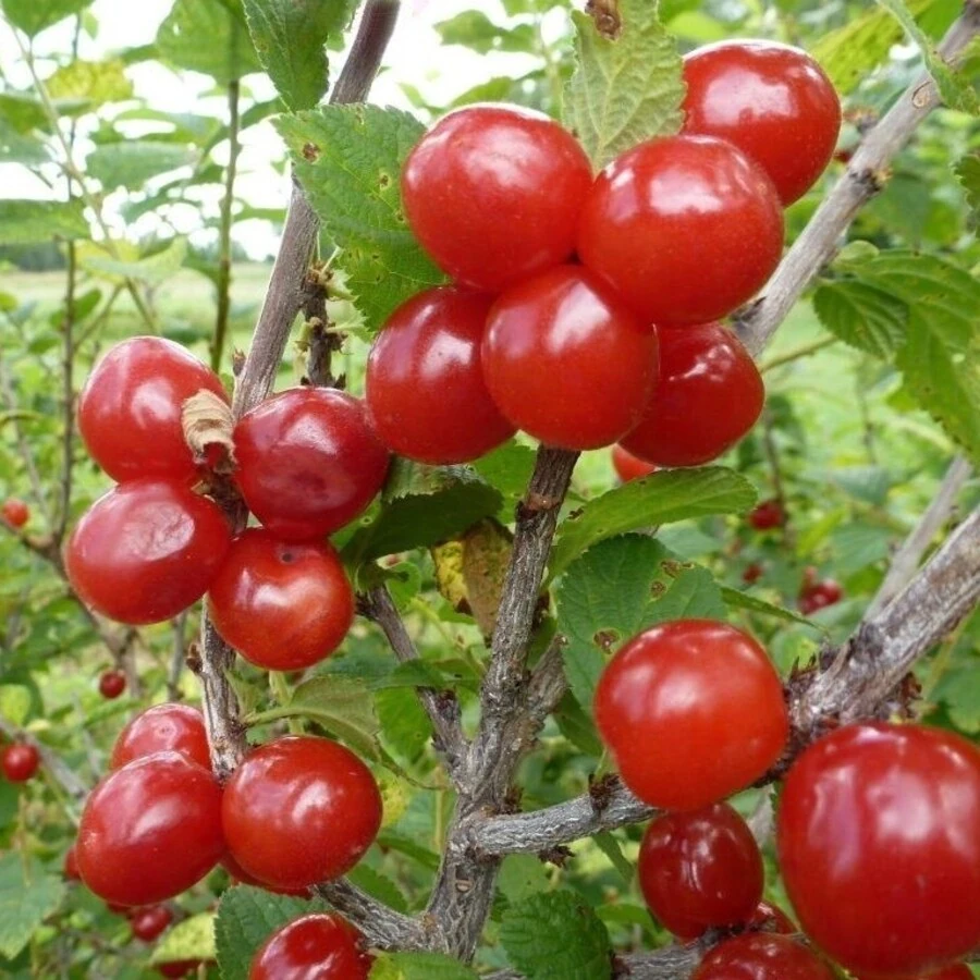 Вишня войлочная "Царевна"