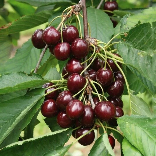 Вишня "Шоколадница" Prunus cerasus