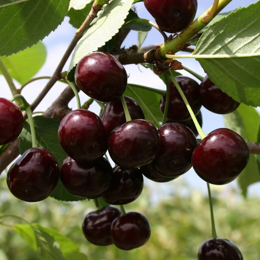 Вишня "Хуторянка" Prunus cerasus