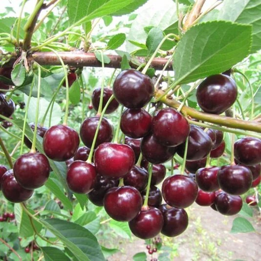 Вишня "Харитоновская" Prunus cerasus