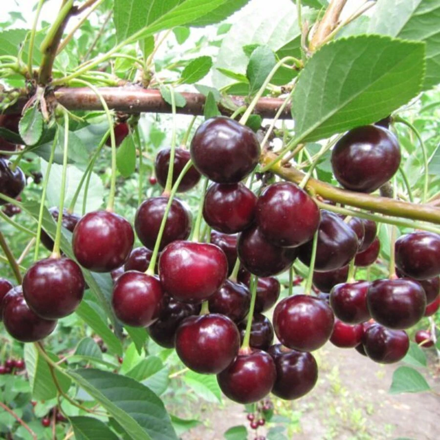 Вишня "Харитоновская" Prunus cerasus