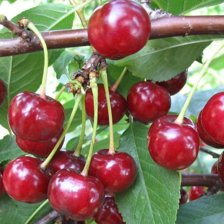 Вишня "Тургеневка" Prunus cerasus
