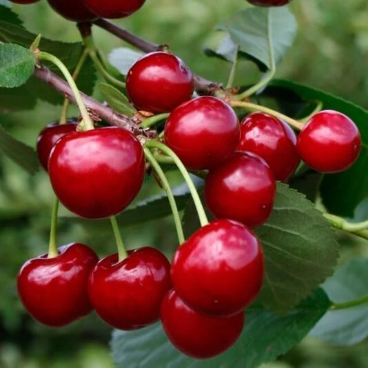 Вишня "Памяти Вавилова" Prunus cerasus