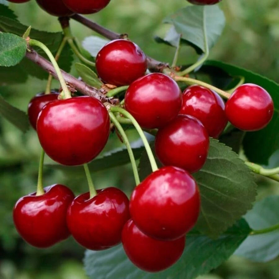 Вишня "Памяти Вавилова" Prunus cerasus