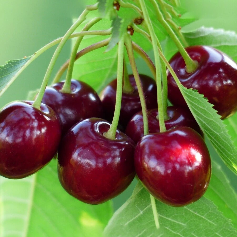 Вишня "Надежда" Prunus cerasus