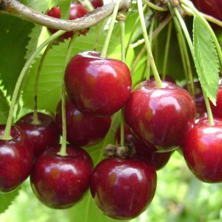 Вишня "Молодежная" Prunus cerasus