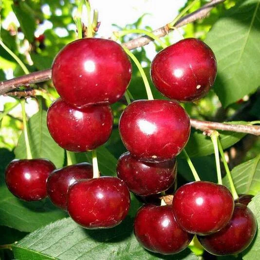 Вишня "Метеор" Prunus cerasus