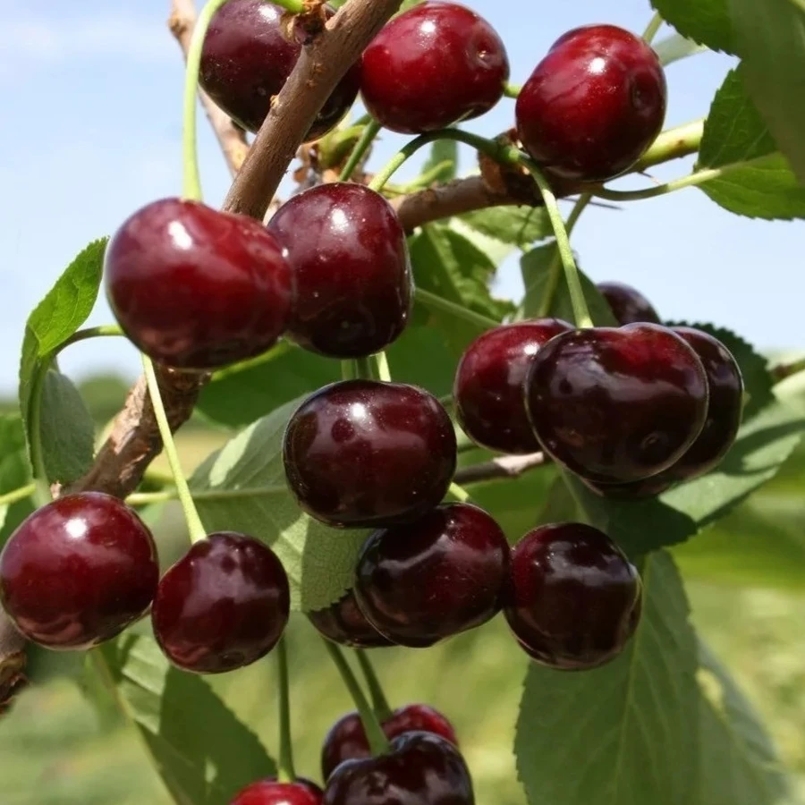 Вишня "Жуковская" Prunus cerasus