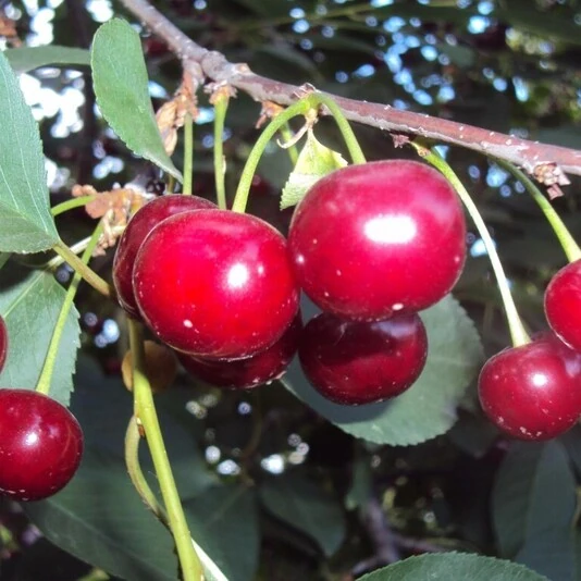 Вишня "Десертная Морозовой" Prunus cerasus