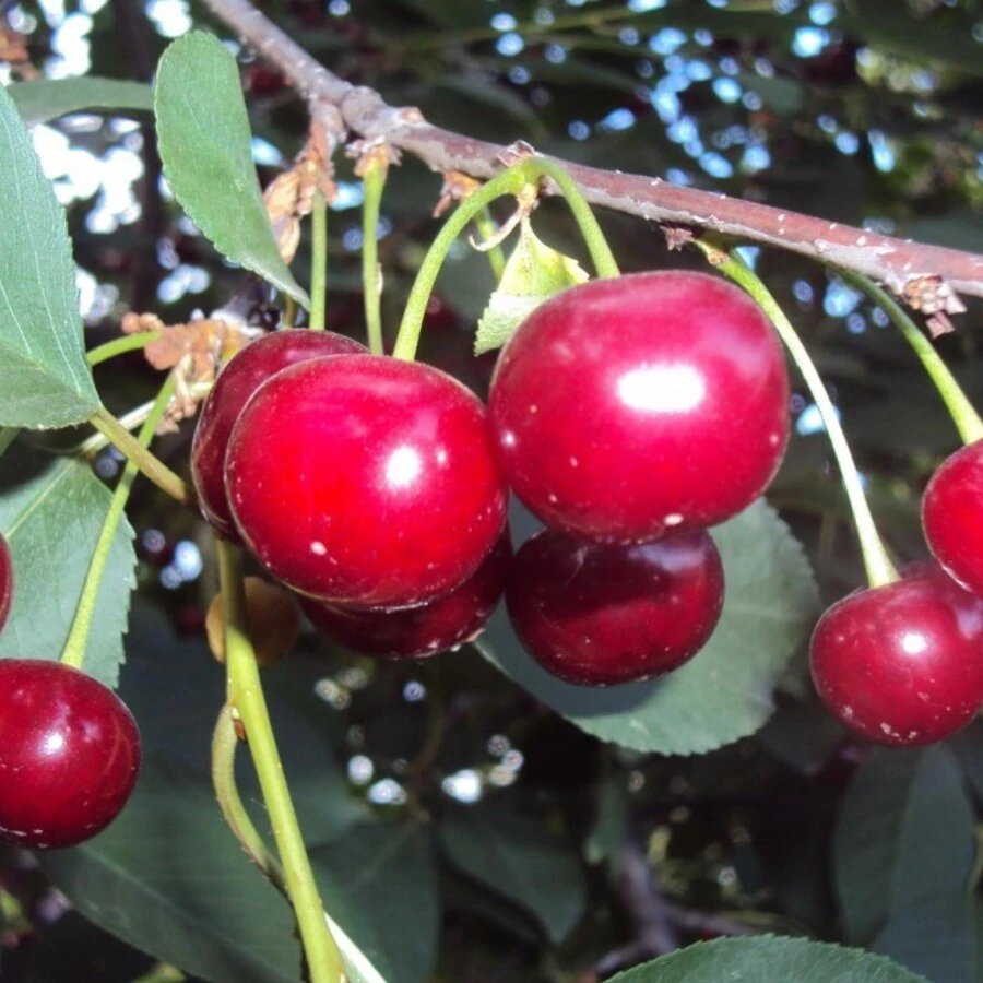 Вишня "Десертная Морозовой" Prunus cerasus