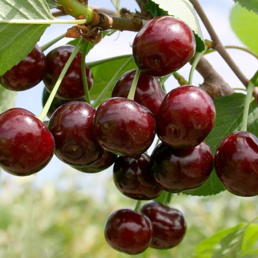 Вишня "Владимирская" Prunus cerasus