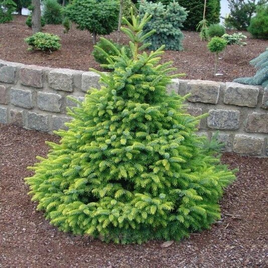 Ель сербская "Нана" Picea omorica 'Nаnа'