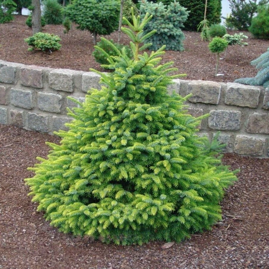 Ель сербская "Нана" Picea omorica 'Nаnа'