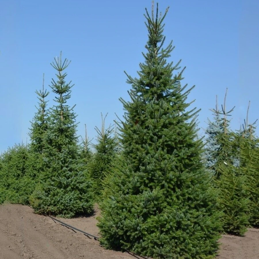 Ель сербская Picea omorica