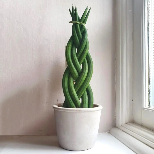 Сансевиерия Цилиндрика Переплетенная Sansevieria Cylindrica (Braid Tower Twist)