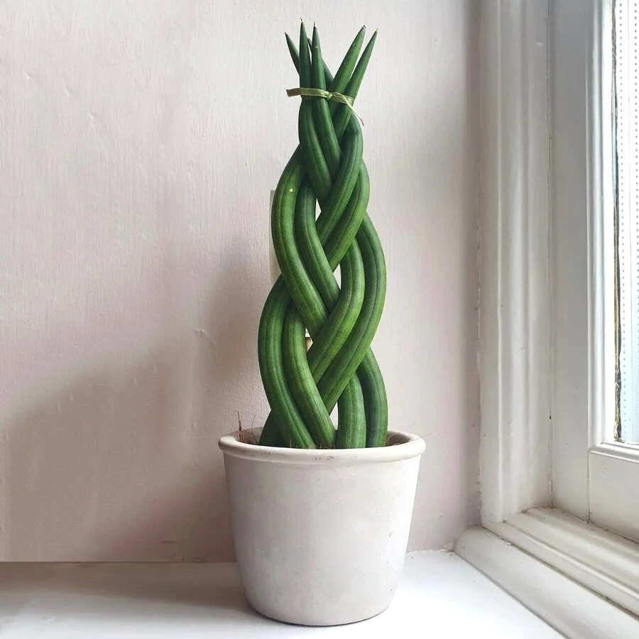 Сансевиерия Цилиндрика Переплетенная Sansevieria Cylindrica (Braid Tower Twist)