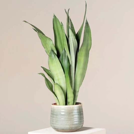 Сансевиерия Муншайн Sansevieria Moonshine
