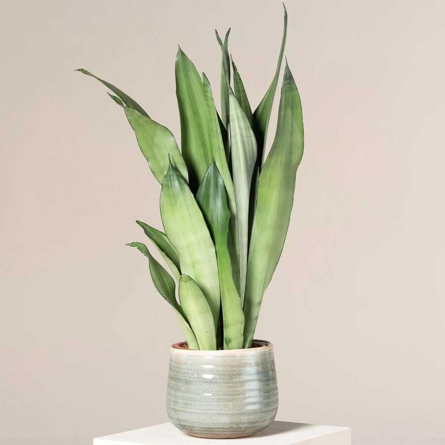Сансевиерия Муншайн Sansevieria Moonshine