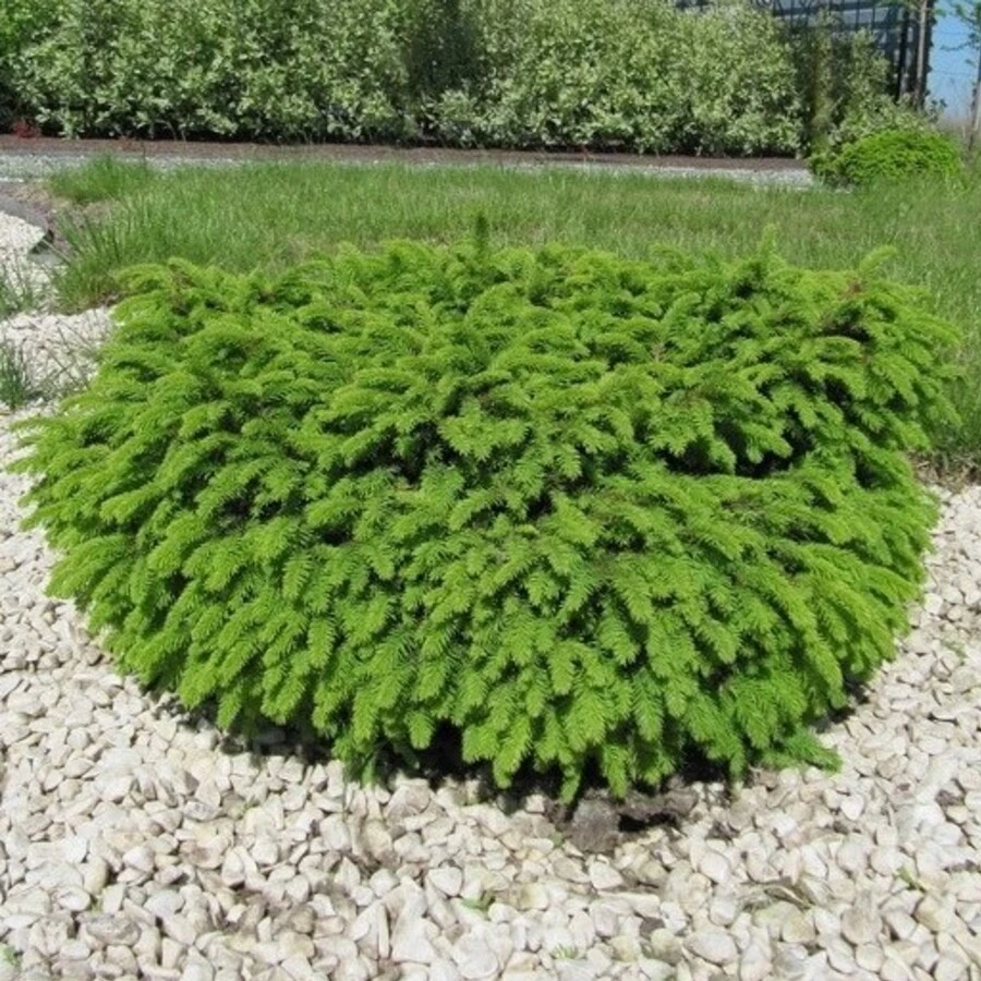 Ель обыкновенная "Нидиформис" Picea abies 'Nidiformis'