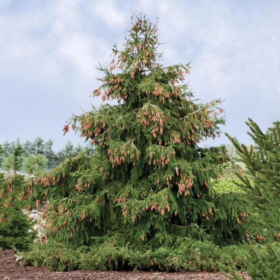 Ель обыкновенная "Акрокона" Picea abies 'Acrocona'