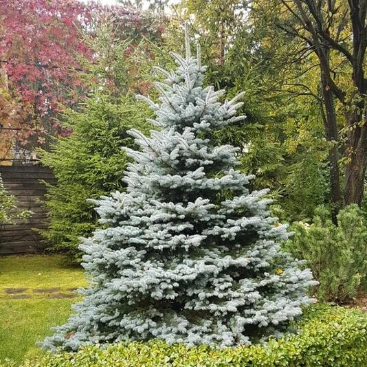 Ель колючая "Фэт Альберт" Picea pungens 'Fat Albert'
