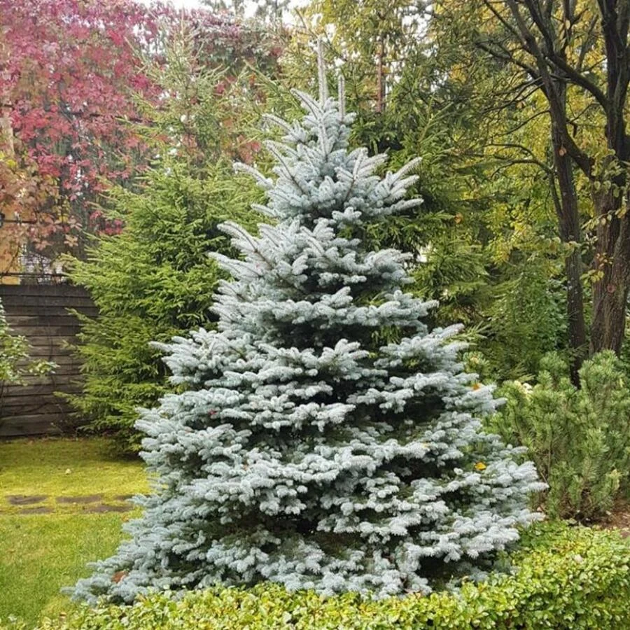 Ель колючая "Фэт Альберт" Picea pungens 'Fat Albert'