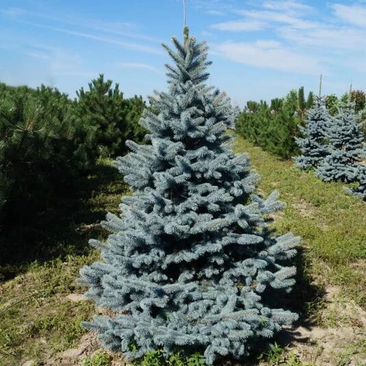 Ель колючая "Ольденбург" Picea pungens 'Oldenburg'