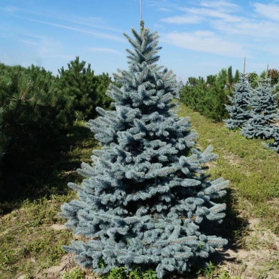 Ель колючая "Ольденбург" Picea pungens 'Oldenburg'