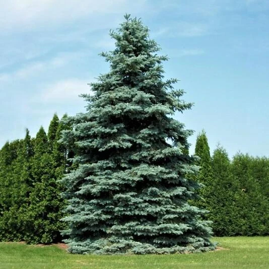 Ель колючая "Глаука" Picea pungens f. glauca