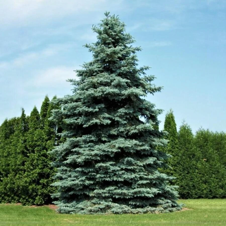 Ель колючая "Глаука" Picea pungens f. glauca