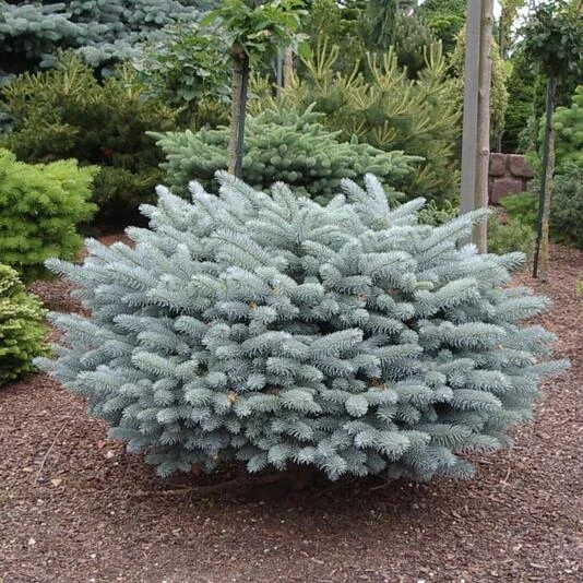 Ель колючая "Глаука Глобоза" Picea pungens 'Glauca Globosa'