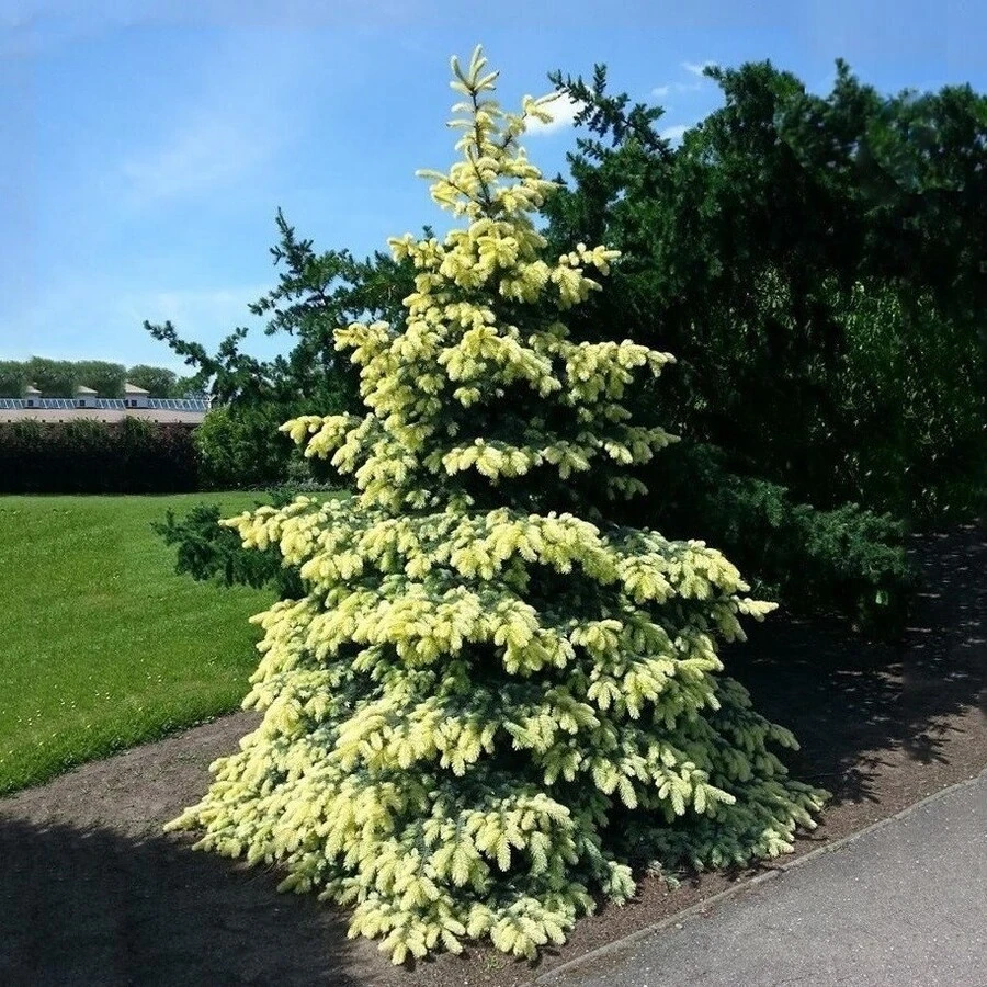 Ель колючая "Биалобок" Picea pungens 'Bialobok'