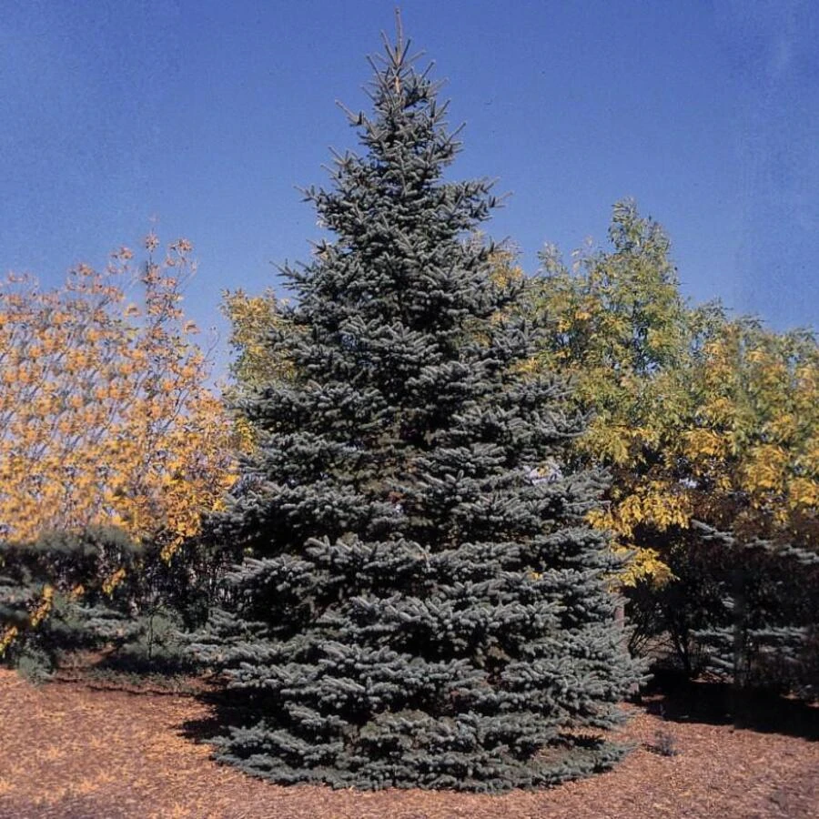 Ель колючая Picea pungens