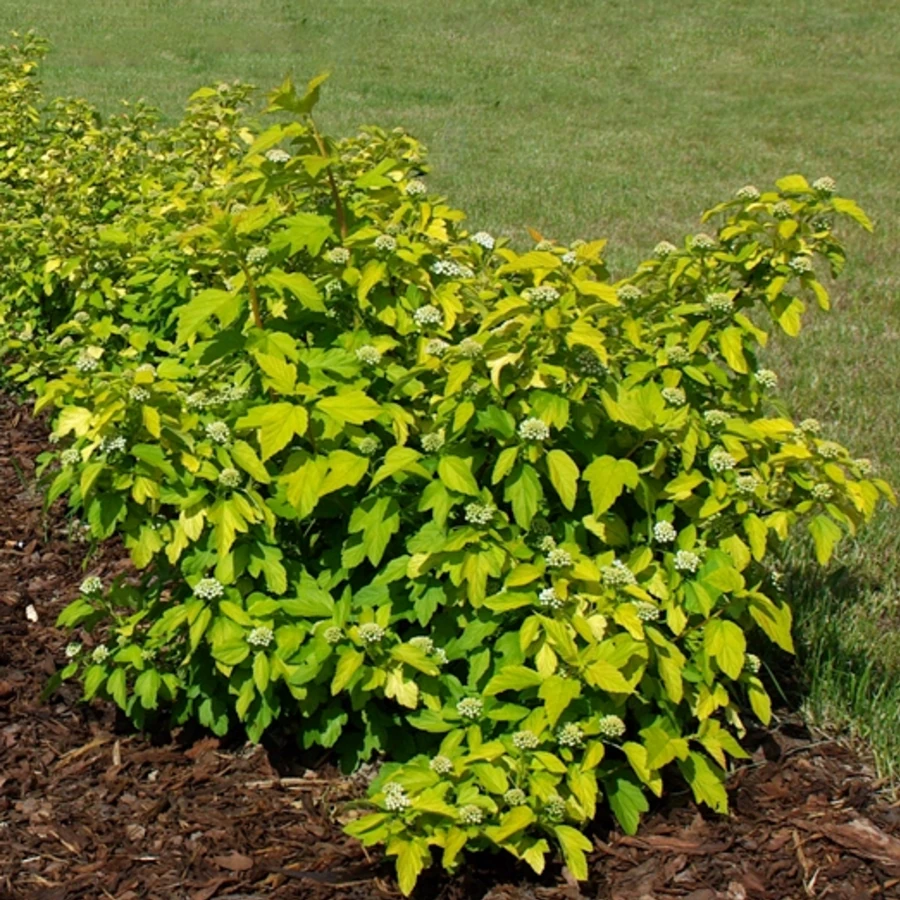 Пузыреплодник калинолистный "Наггет" Physocarpus opulifolius 'Nugget'