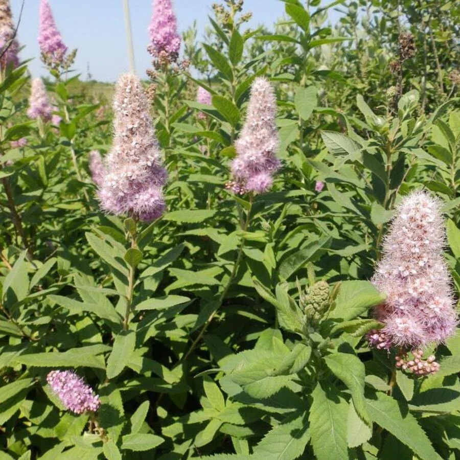 Спирея иволистная розовая Spiraea salicifolia