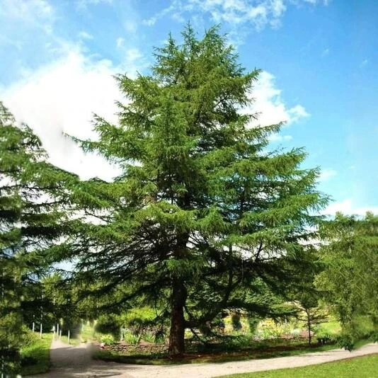 Лиственница Кемпфера Larix kaempferi