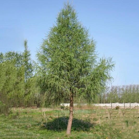 Лиственница европейская Larix decidua