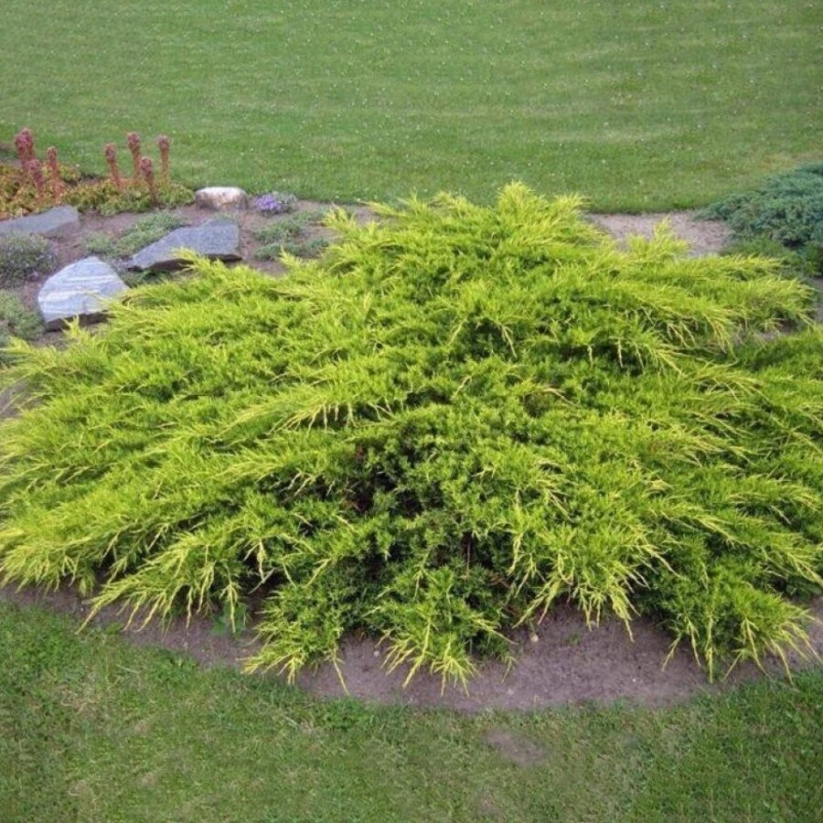 Можжевельник Пфитцера "Мордиган Голд" Juniperus x pfitzeriana 'Mordigan Gold'