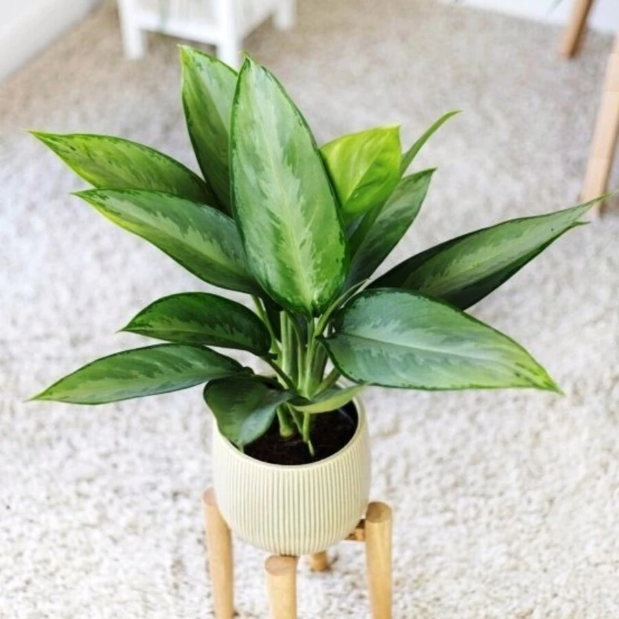 Аглаонема Сильверадо Aglaonema Silverado