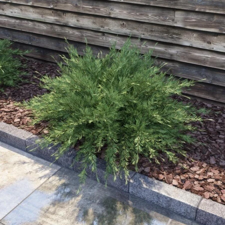 Можжевельник казацкий "Мас" Juniperus sabina 'Mas'