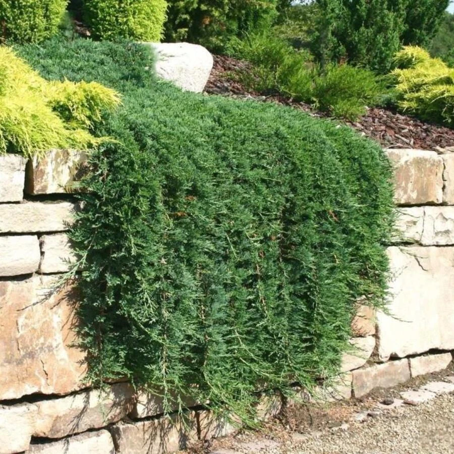 Можжевельник горизонтальный "Вилтони" Juniperus horizontalis 'Wiltonii'