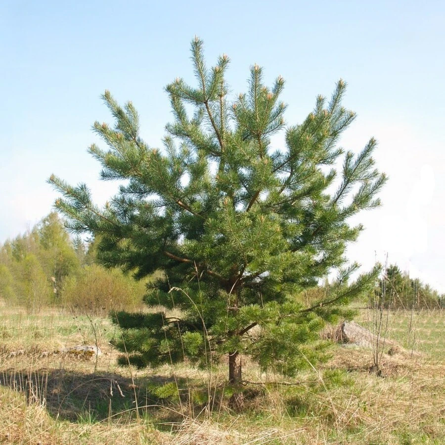 Сосна обыкновенная Pinus sylvestris