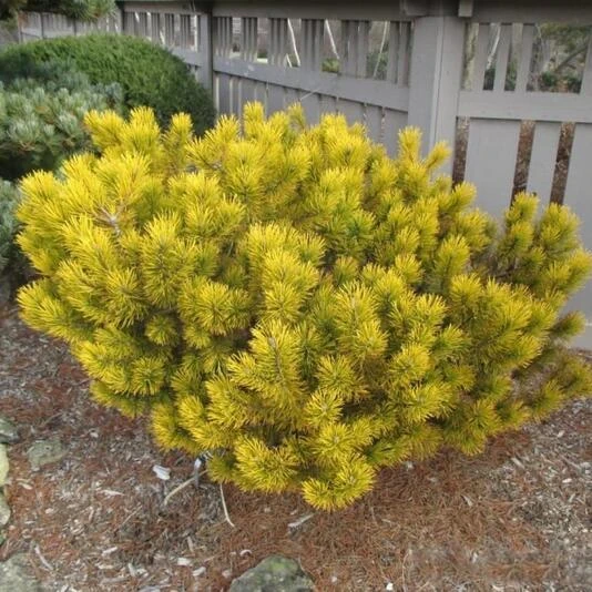 Сосна горная "Карстен Винтерголд" Pinus mugo "Carsten Wintergold"
