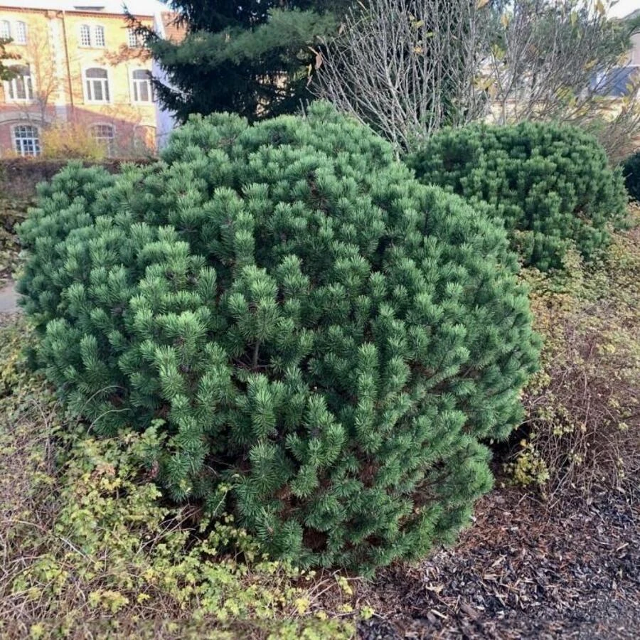 Сосна горная "Гном" Pinus mugo 'Gnom'