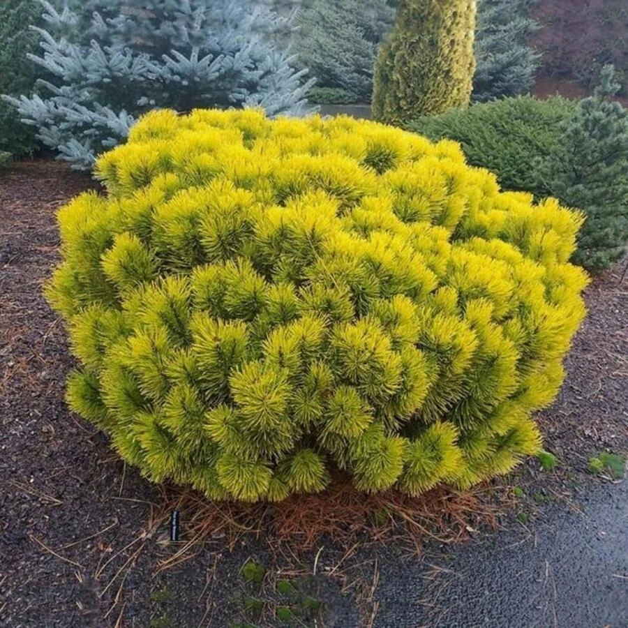Сосна горная "Винтер Голд" Pinus mugo 'Winter Gold'