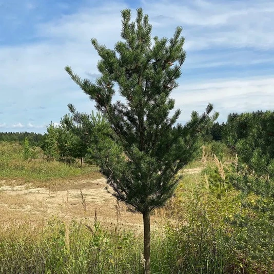 Сосна банкса Pinus banksiana