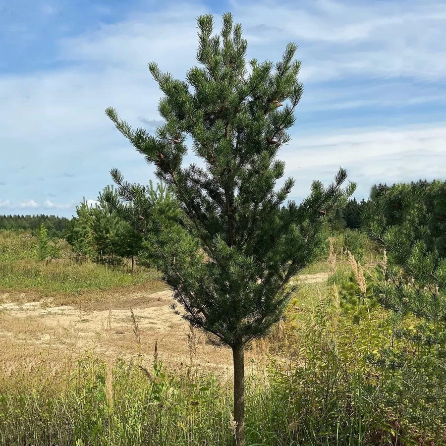 Сосна банкса Pinus banksiana