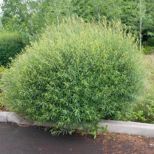 Ива пурпурная "Нана" Salix purpurea 'Nana'