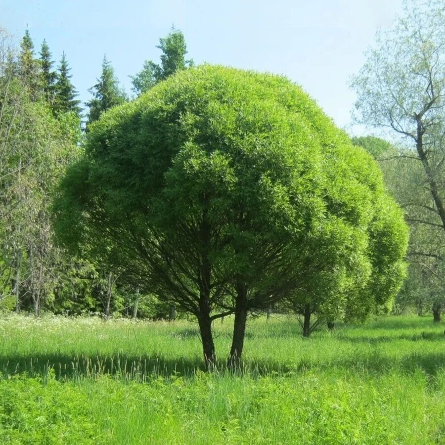 Ива ломкая "Буллата" Salix fragilis 'Bullata'