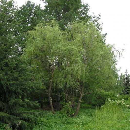 Ива "Свердловская Извилистая II" Salix "Sverdlovskaja Isvilistaja II"
